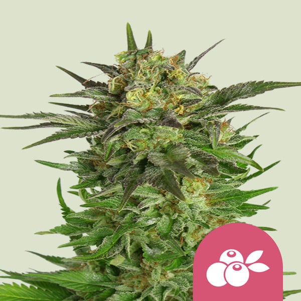 [14661] Royal Queen Seeds Haze Berry Fem. 3St.