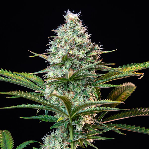 [14662] Royal Queen Seeds Royal Runtz Fem. 3St.
