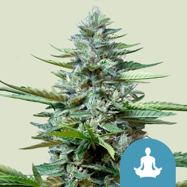 [14663] Royal Queen Seeds Stress Killer Automatic CBD Fem. 3St.