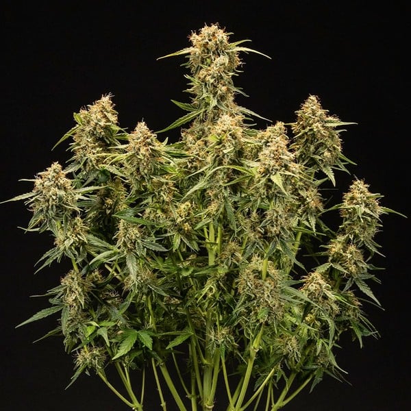 [14665] Royal Queen Seeds Medusa F1 Auto Fem. 3St.