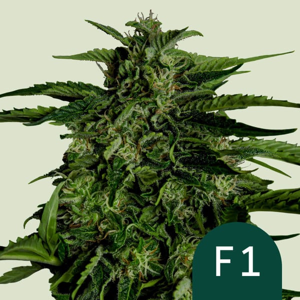 [14667] Royal Queen Seeds Apollo F1 Auto Fem. 3St.
