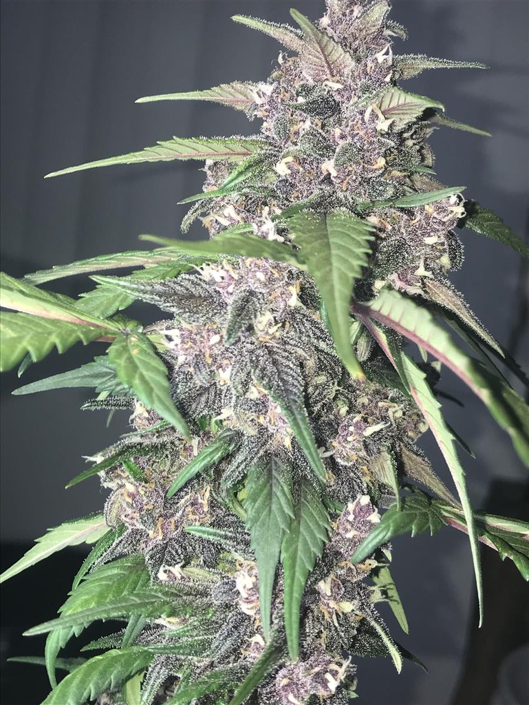 [14670] Fast Buds LSD-25 Auto Fem. 3St.