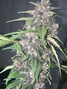 Fast Buds LSD-25 Auto Fem. 3St.