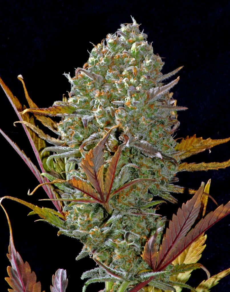 Fast Buds Pineapple Express Auto Fem. 3St.