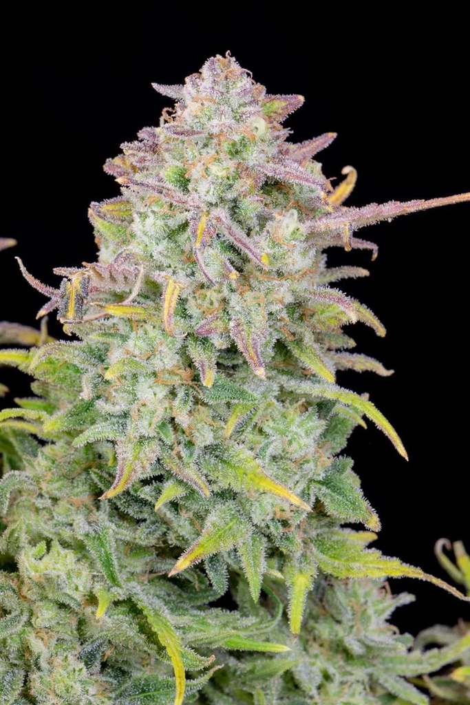 [14672] Fast Buds Original Trainwreck Auto Fem. 3St.