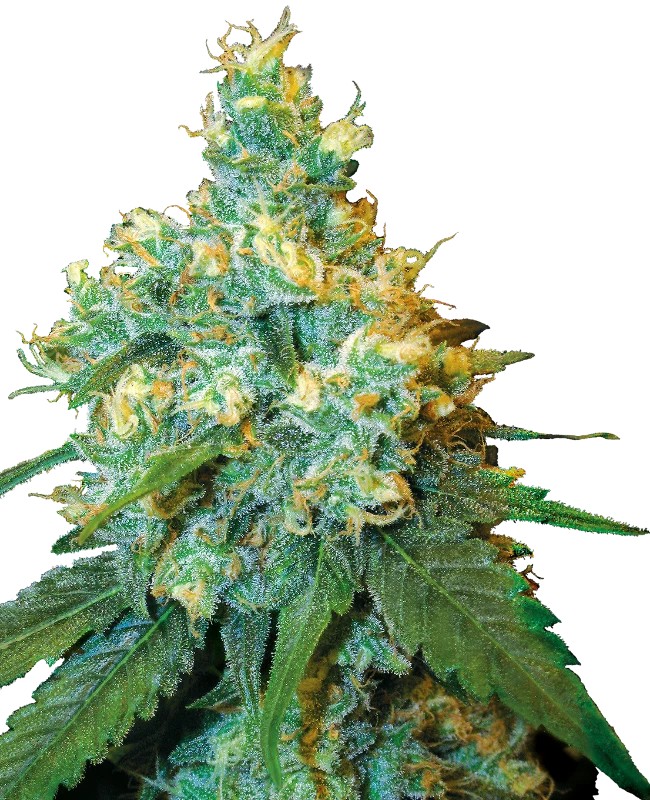 [14673] Sensi Seeds Jack Herer Reg. 10St.