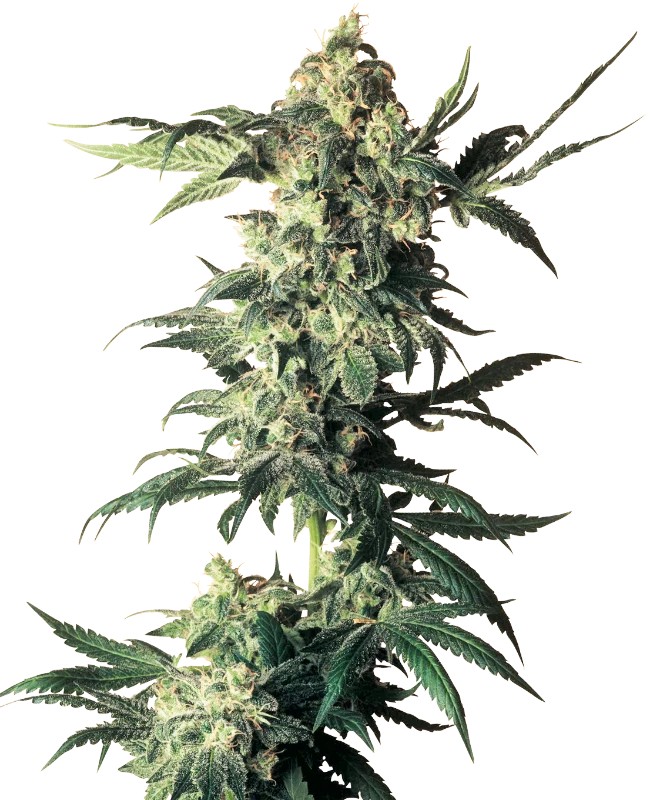 [14674] Sensi Seeds Northern Lights Reg. 10St.