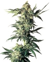Sensi Seeds Northern Lights Reg. 10St.