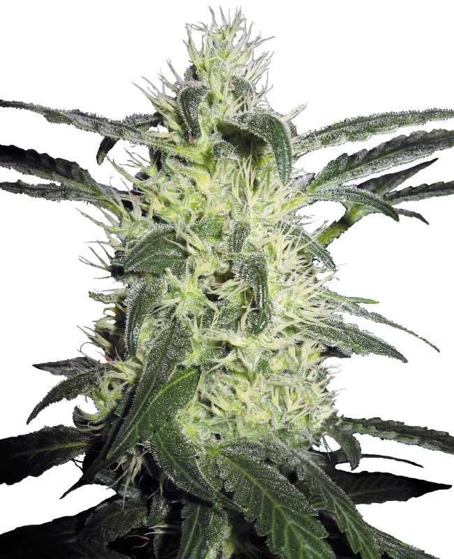 [14675] Sensi Seeds Silver Haze Reg. 10St.