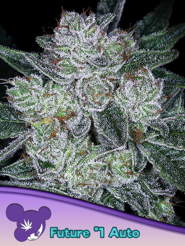 [14677] Anesia Future #1 Auto Fem. 3St.