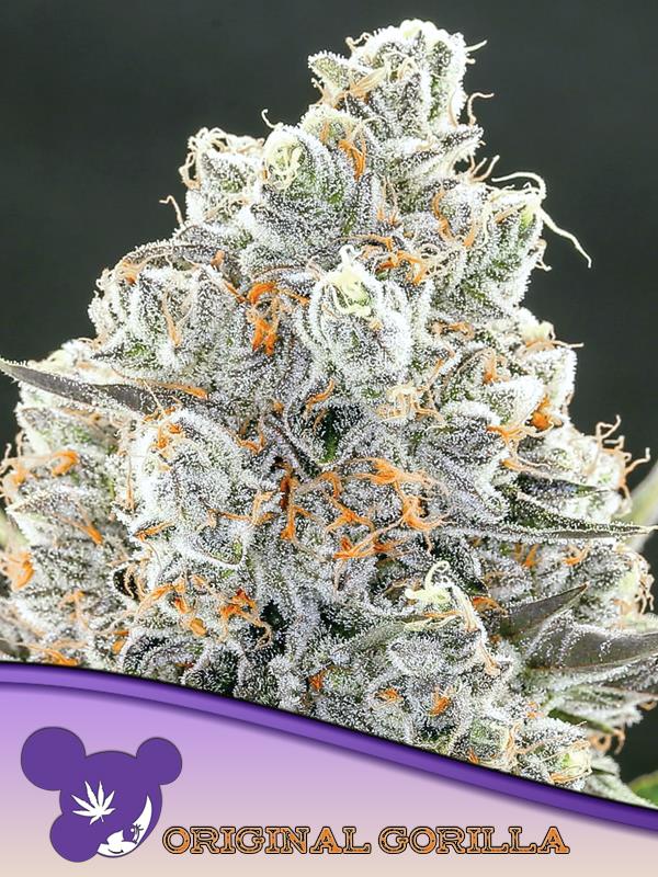 [14701] Anesia Original Gorilla #4 Fem. 3St.