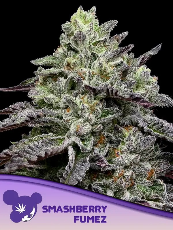 [14703] Anesia Smashberry Fumez Fem. 3St.