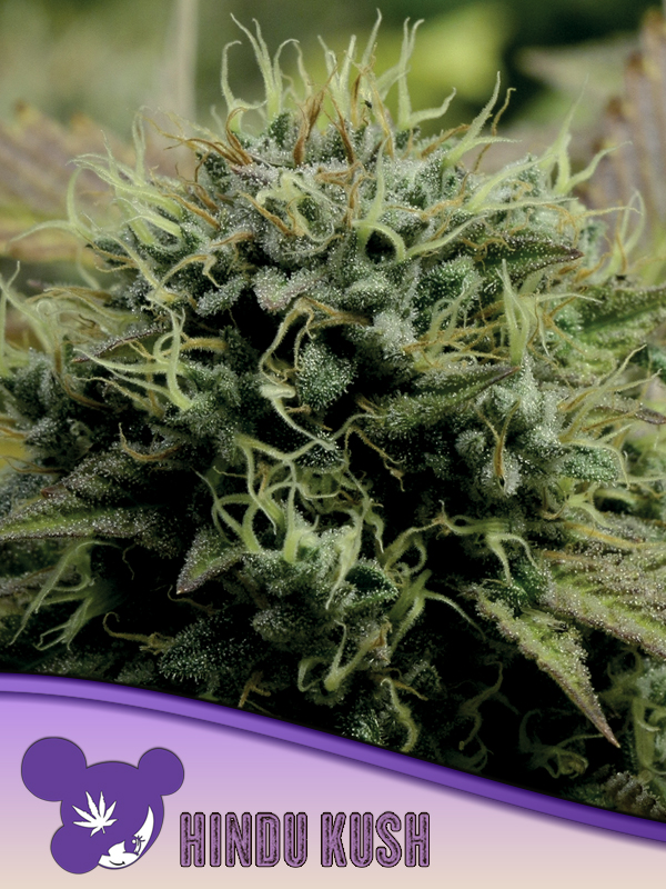 [14711] Anesia Hindu Kush Fem. 3St.