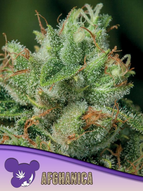 [14712] Anesia Afghanica Fem. 3St.