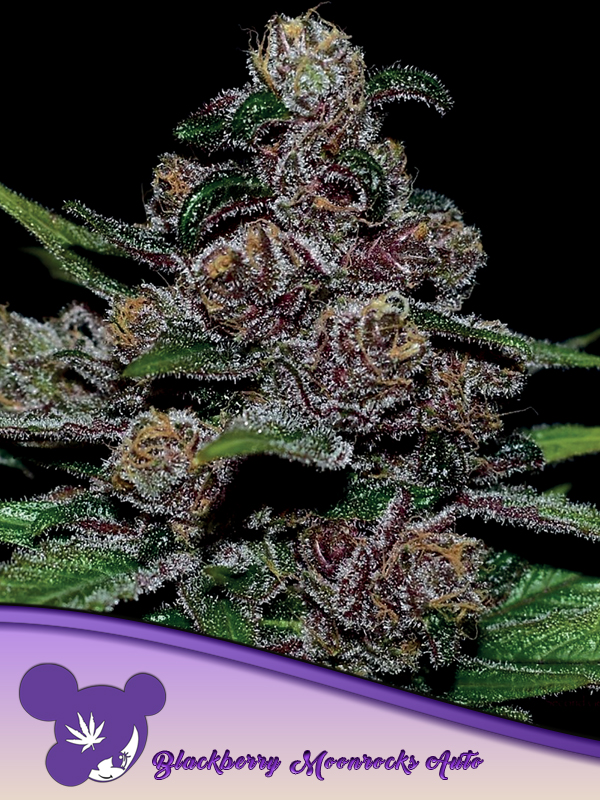 [14714] Anesia Blackberry Moonrocks Auto Fem. 3St.