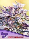 Anesia Bubblegum Auto Fem. 3St.