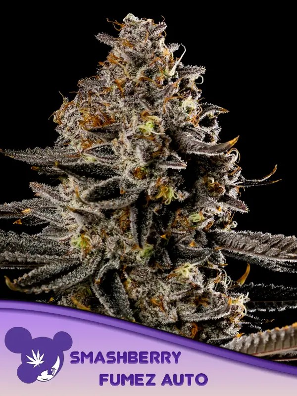 [14720] Anesia Smashberry Fumez Auto Fem. 3St.