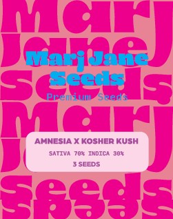 [14723] Marj Jane Amnesia X Kosher Kush Fem. 3St.