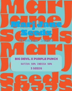[14727] Marj Jane Big Devil X Purple Punch Auto Fem. 3St.