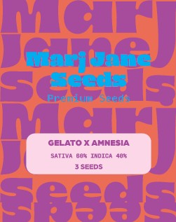 [14731] Marj Jane Gelato X Amnesia Fem. 3St.