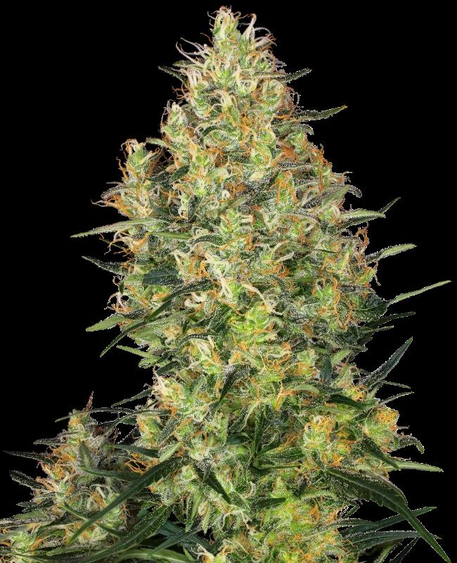 [14756] Sensi Seeds Shiva Skunk Fem. 3St.