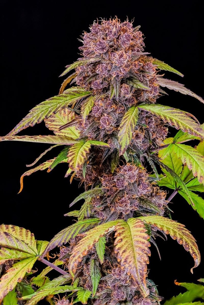 [14771] Fast Buds Lemon Cherry Cookies Auto Fem. 3St.