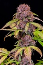 Fast Buds Lemon Cherry Cookies Auto Fem. 3St.