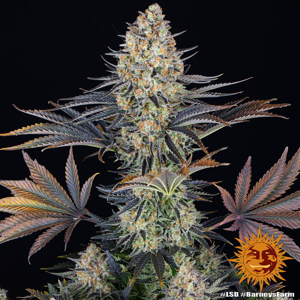 [14778] Barneys Farm LSD Fem 3St.