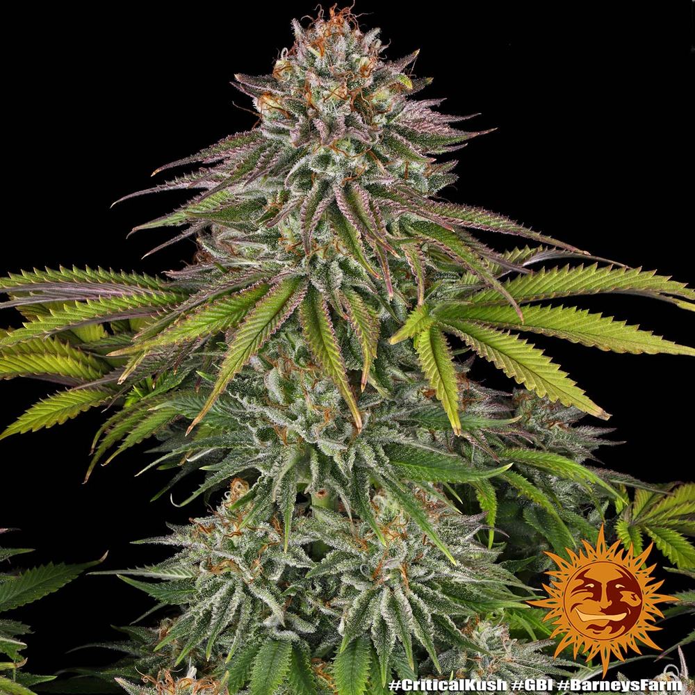 [14780] Barneys Farm Critical Kush Fem 3St.