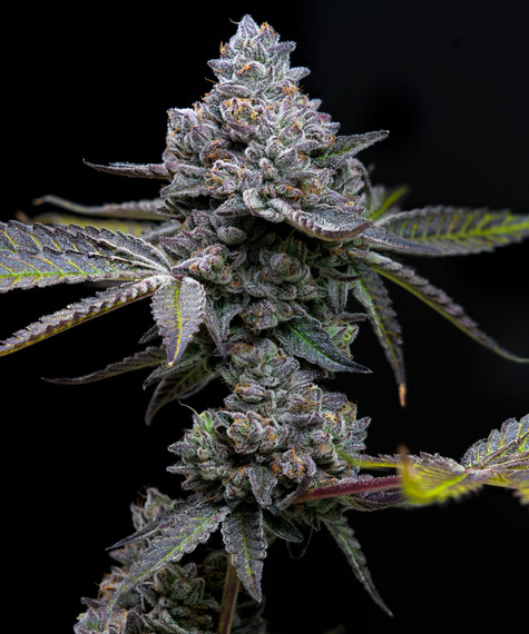 [14781] Barneys Farm Apple Fritter Fem 3St.