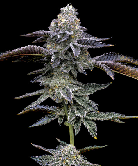 [14782] Barneys Farm Blue Dream Fem 3St