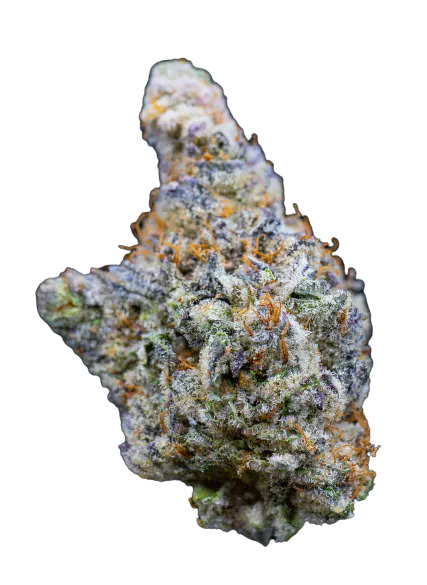 [14784] Growers Choice Mimosa Gusher Fem 3St.