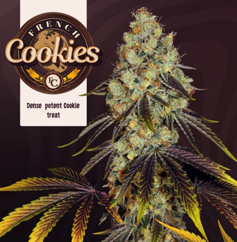 [14786] T.H. Seeds French Cookies Fem 6St.