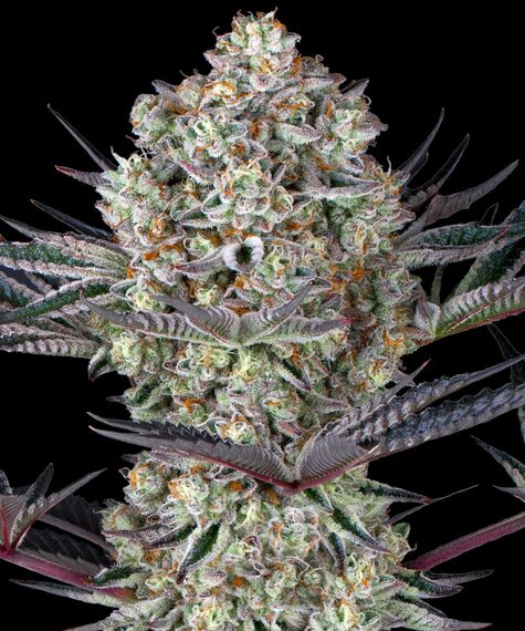[14787] Barneys Farm DOS SI DOS 33 Fem 3St.