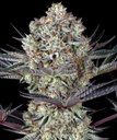 Barneys Farm DOS SI DOS 33 Fem 3St.