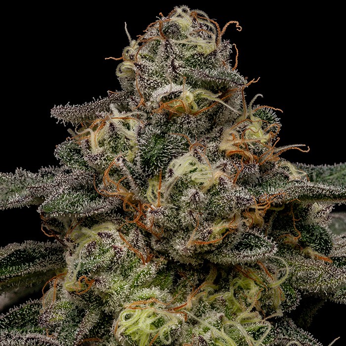 [14793] Ripper Seeds Zombie Bride Fem 3St.
