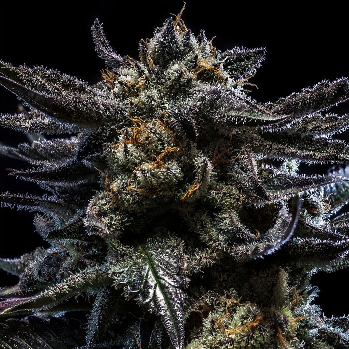 [14794] Ripper Seeds Zombie Kush Fem 3St.