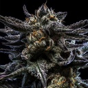 Ripper Seeds Zombie Kush Fem 3St.