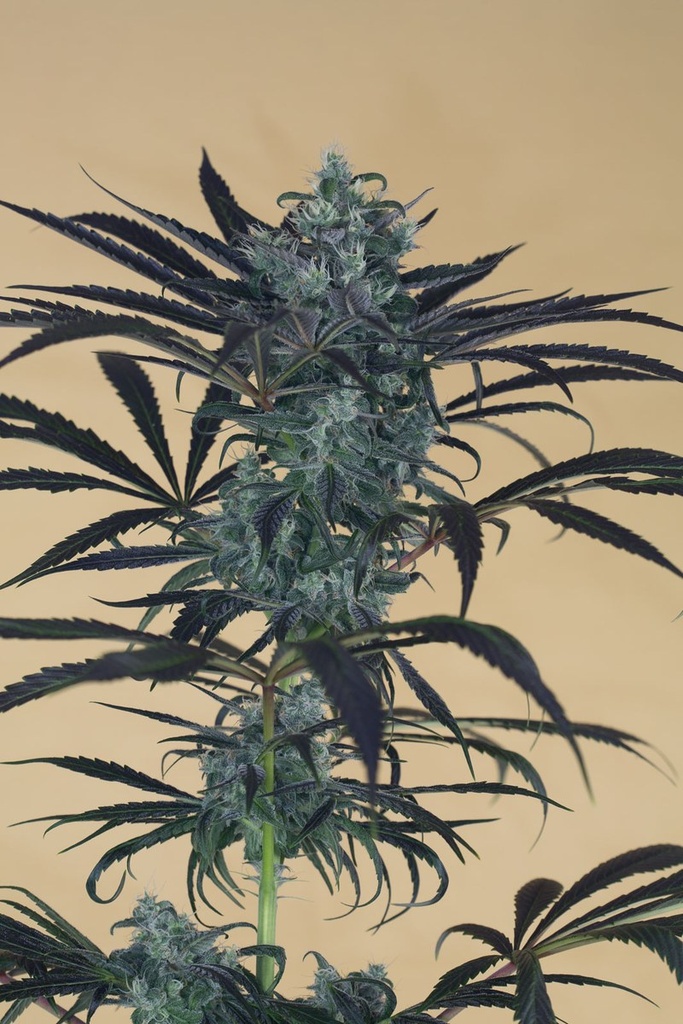 [14795] Humboldt Seeds Blueberry Headband Fem 3St.