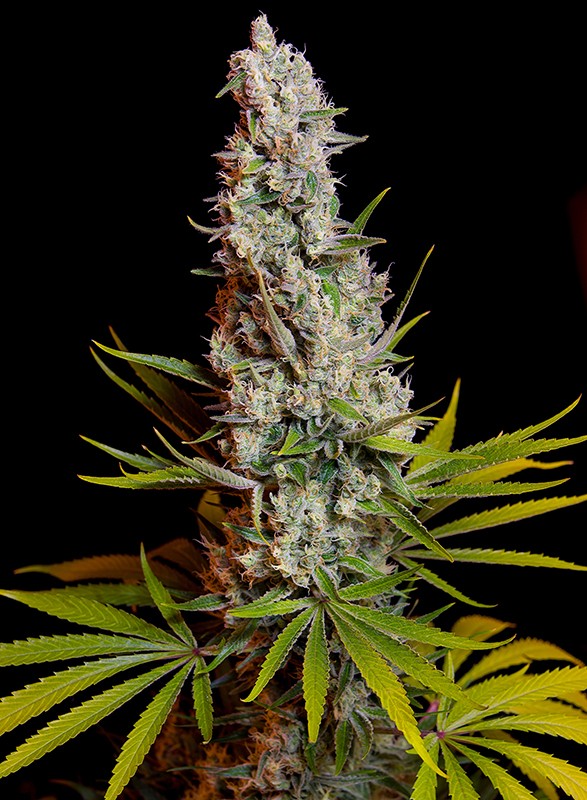 [14796] Sweet Seeds Sweet Cheese Fem 3St.