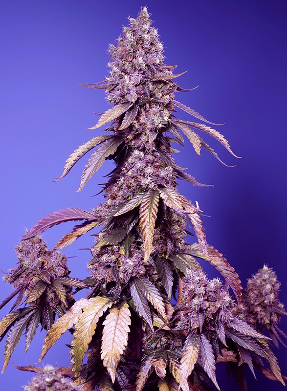[14798] Sweet Seeds Black Muffin F1 Fast Fem 3St.