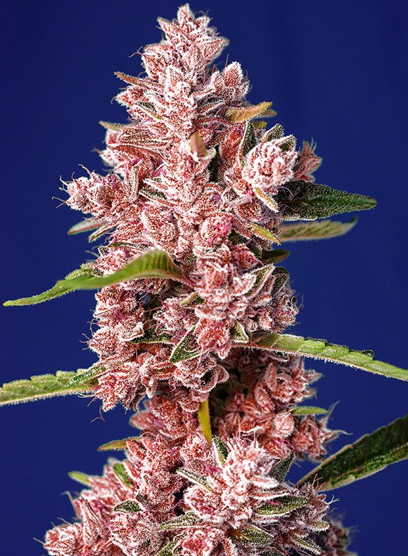 [14799] Sweet Seeds Tropicanna Poison F1 Fem 3St.