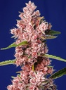 Sweet Seeds Tropicanna Poison F1 Fem 3St.