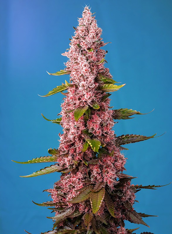 [14800] Sweet Seeds Red Hot Cookies Fem 3St.