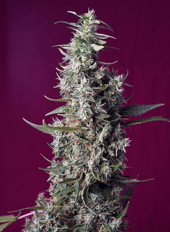 [14801] Sweet Seeds Sweet Cherry Pie Fem 3St.