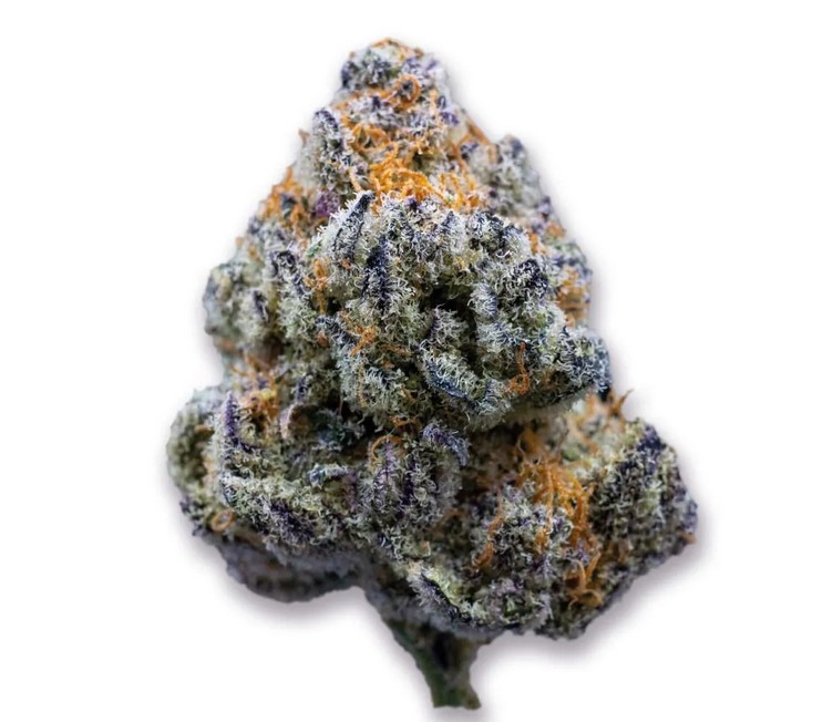 [14806] Growers Choice Platinum Mimosa Cookies Fast Fem 3St.