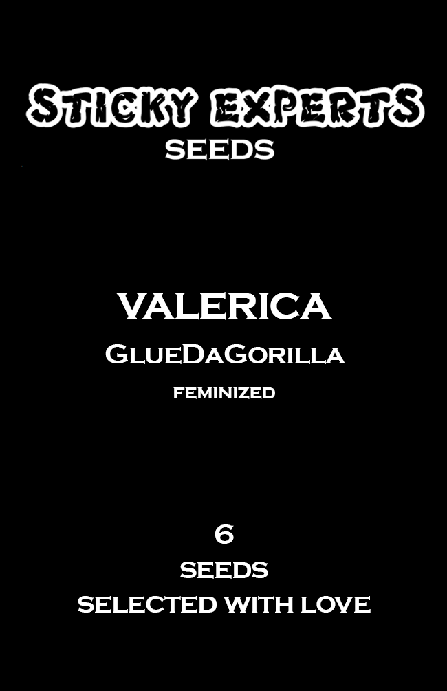 [14816] Sticky Experts Valerica GlueDaGorilla Fem 6St.