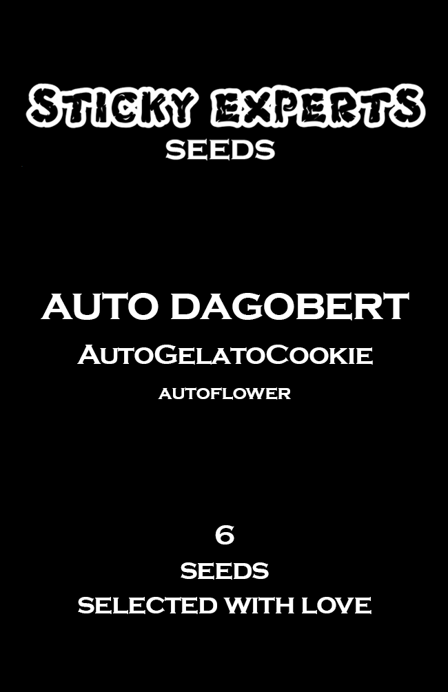 [14818] Sticky Experts Auto Dagobert GelatoGoCookie Fem 6St.