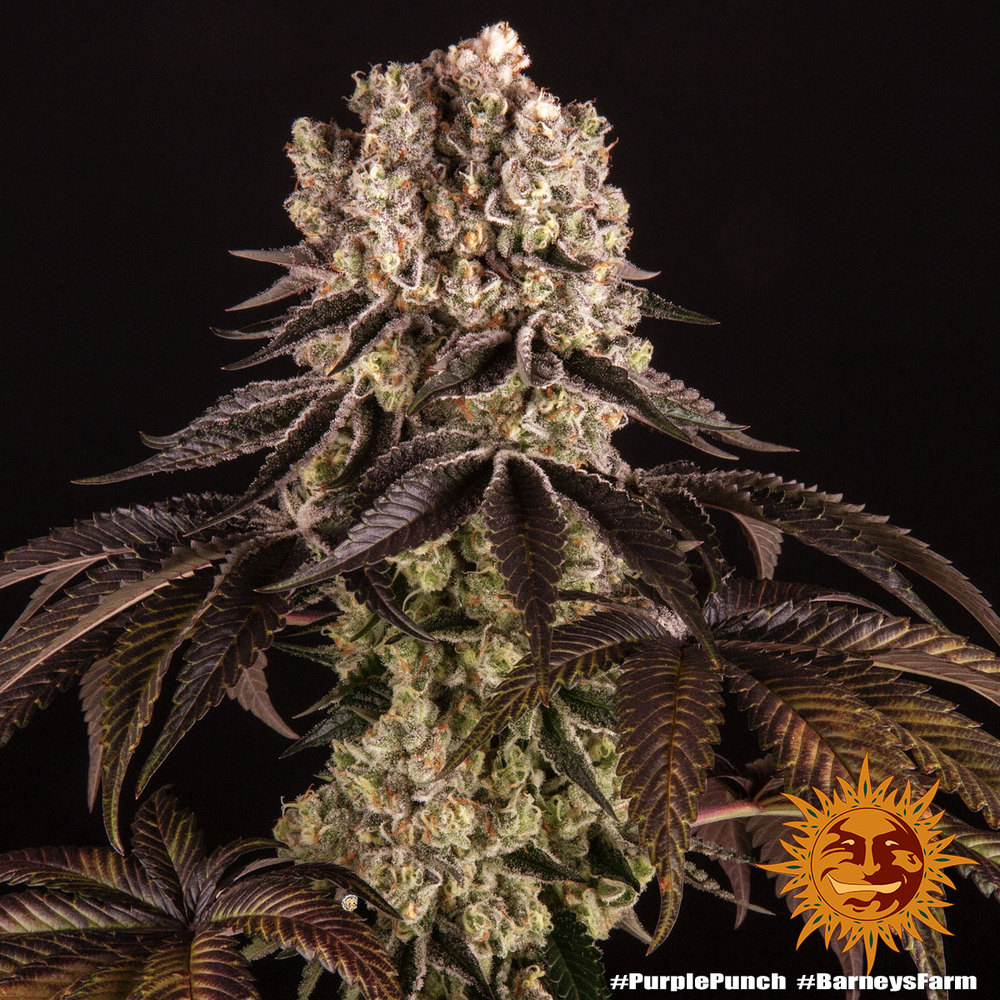 [14840] Barneys Farm Purple Punch Fem 3St.