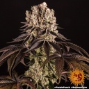 Barneys Farm Purple Punch Fem 3St.